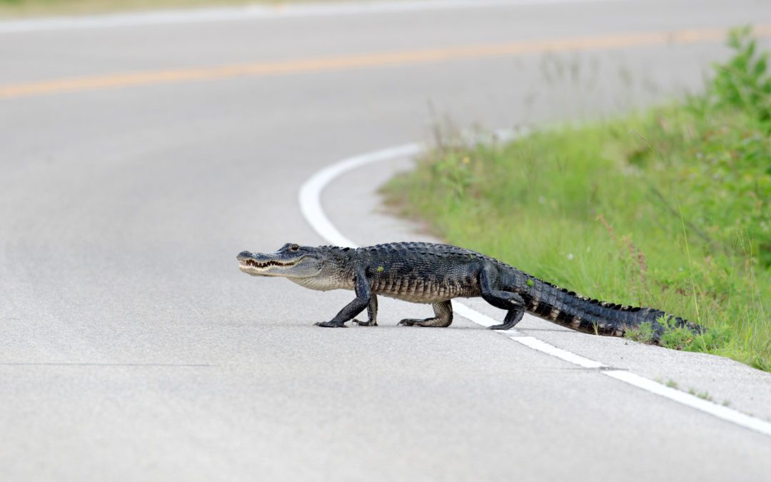 SC Car Crash with Alligator Results in Fatalities
