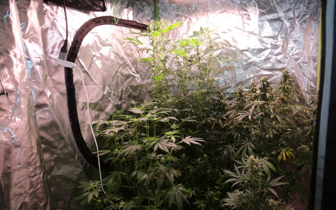 how do police bust marijuana grow rooms