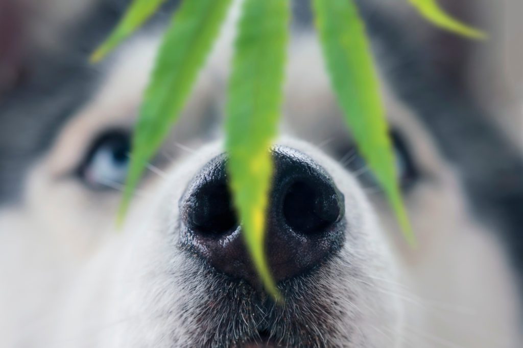 is the smell of marijuana probable cause in sc